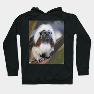 Cotton-top Tamarin Hoodie